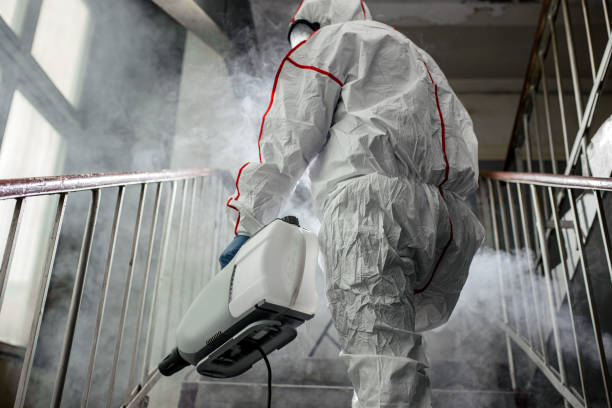 Why You Should Choose Our Mold Remediation Services in Turlock, CA